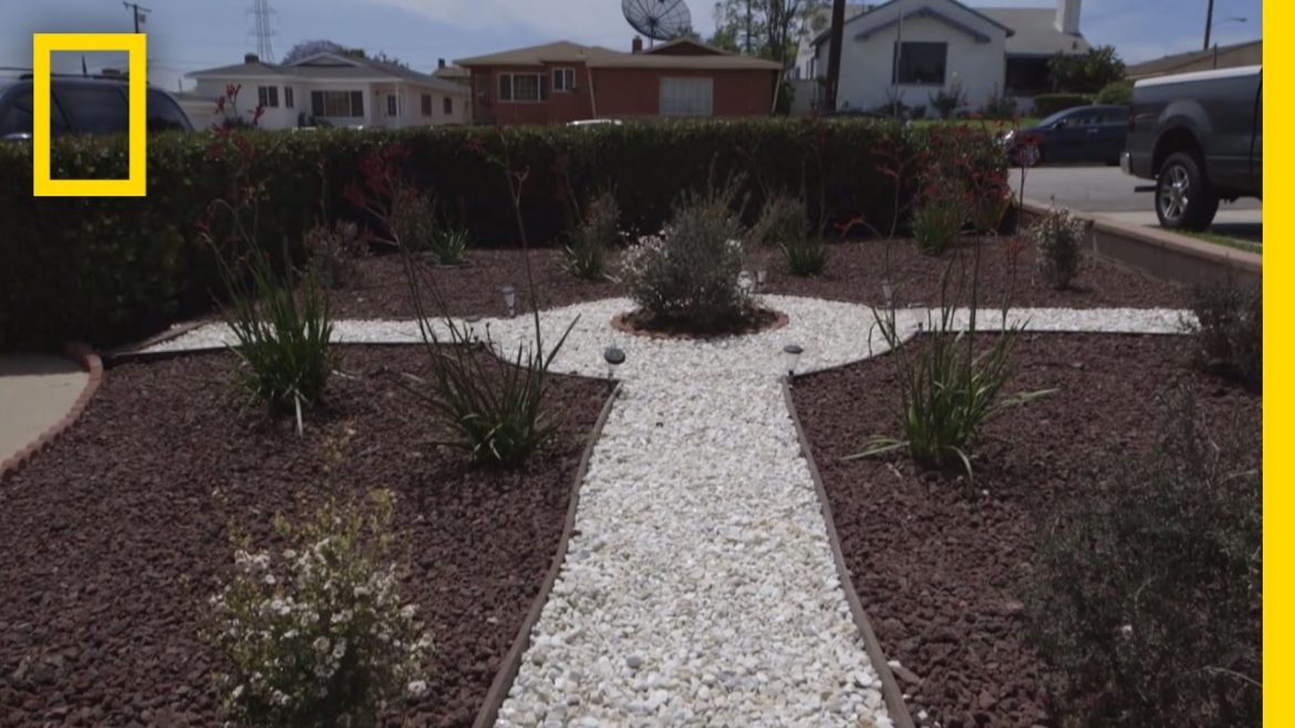 Grassless Lawns Catching On During California Drought | National Geographic