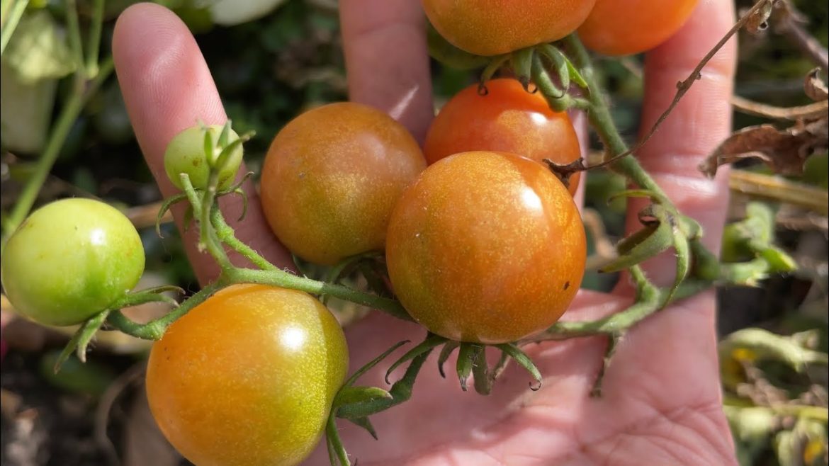 Raspberries picking # vegetables garden # moeu garden skill