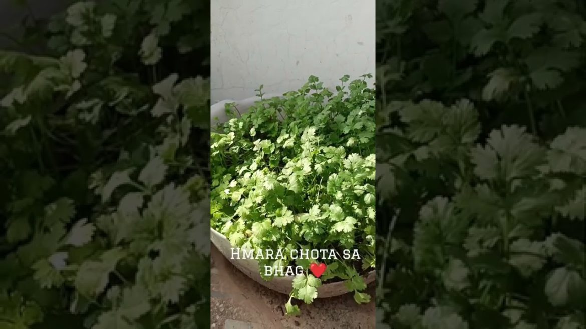 Flexing over my Home Garden ❤️ How to pluck green coriander #shorts #short Flexing over my Home Garden ❤️ How to pluck green coriander #shorts #short