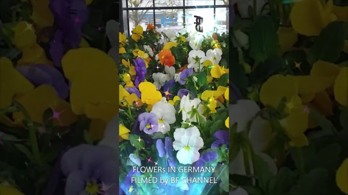 LOVEly FLOWERs?!‼️🌺 GARDEN #shorts BF CHANNEL #viral#trending#plant#pot#flower#creativity#garden