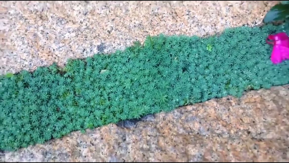 most beautiful garden with design Villa Natural Only most beautiful garden with design Villa Natural Only