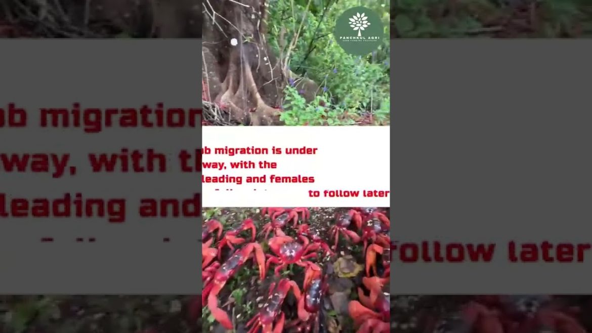 Red crabs | Migration | Panchkul Agri | Permaculture Red crabs | Migration | Panchkul Agri | Permaculture