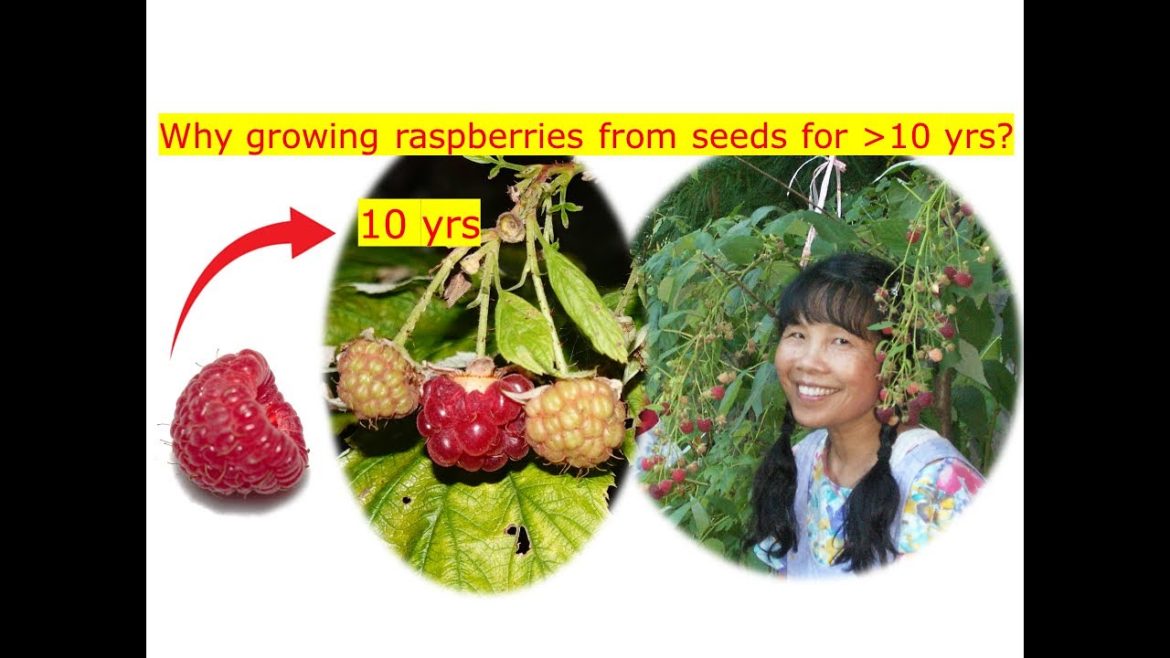 Why growing raspberries 山莓 from seeds? Medicinal? Leaves for tea & soup? Why growing raspberries 山莓 from seeds? Medicinal? Leaves for tea & soup?