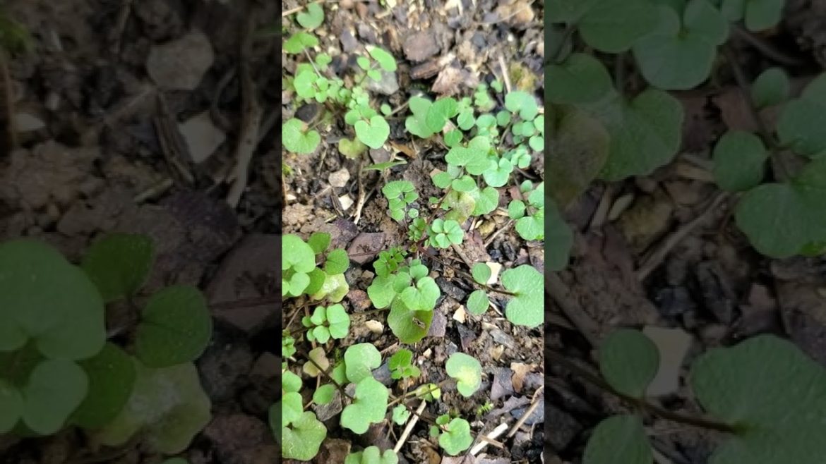 Fresh FREE Greens in the Winter - Hairy Bittercress