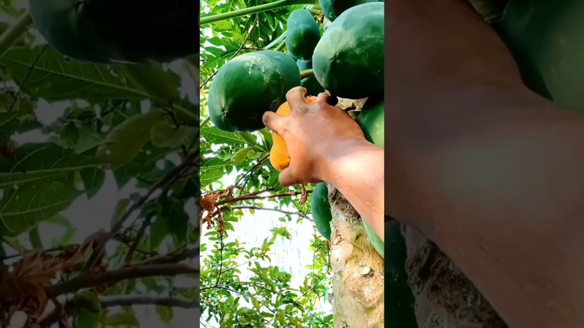 picking papaya fruit from tree #shorts picking papaya fruit from tree #shorts