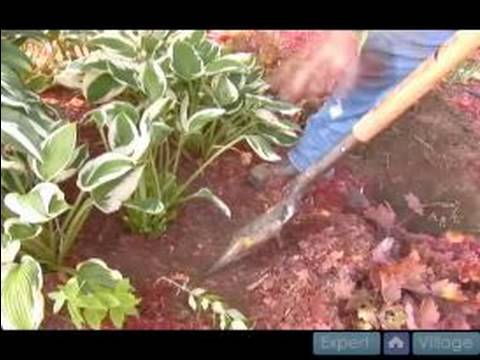 How to Care for Hostas: Gardening Tips : Tools for Transplanting Hostas How to Care for Hostas: Gardening Tips : Tools for Transplanting Hostas