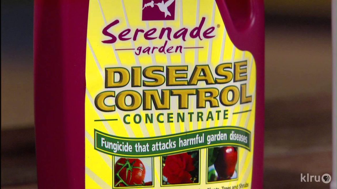 Prevent fruit tree insects and disease|John Dromgoole|Central Texas Gardener