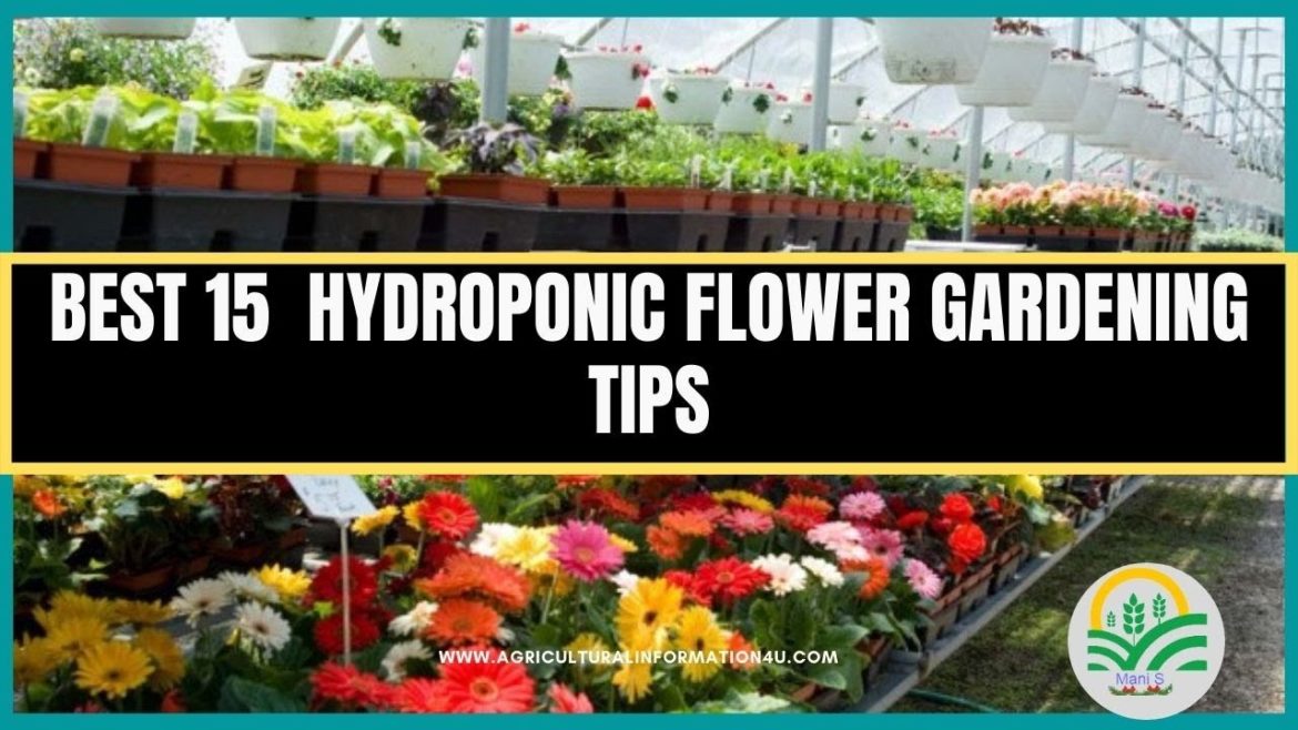Best 15 Hydroponic Flower Gardening Tips | Hydroponic Garden| Gardening Tips | Flower garden tips Best 15 Hydroponic Flower Gardening Tips | Hydroponic Garden| Gardening Tips | Flower garden tips