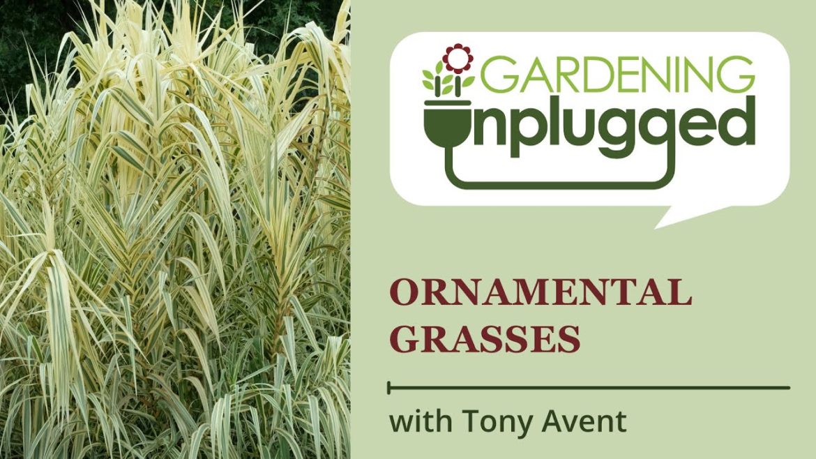 Gardening Unplugged – Ornamental Grasses for your Garden with Tony Avent Gardening Unplugged - Ornamental Grasses for your Garden with Tony Avent