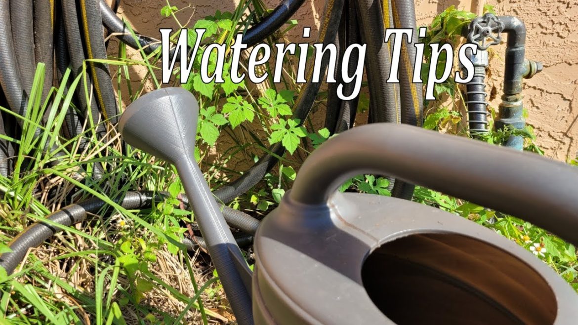 Tips For Watering Your Garden or House Plants