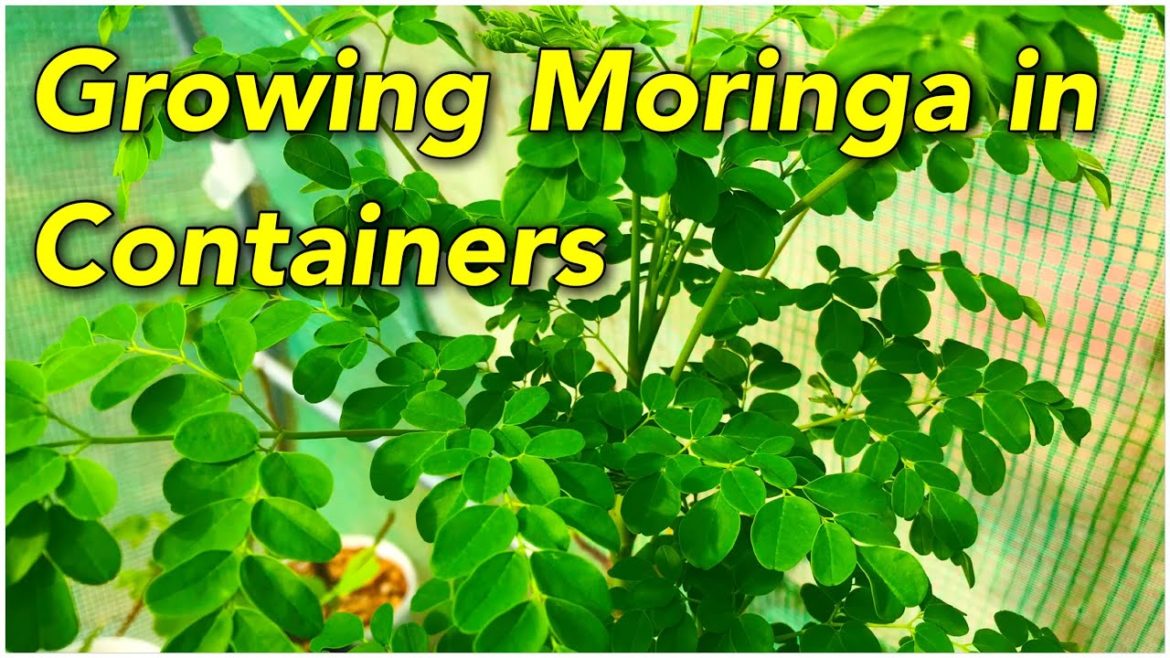 Growing Moringa in Containers | Day 30