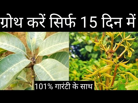 ग्रोथ सिर्फ 15 दिन में करें।पौधा में ग्रोथ कैसे करें।aam ke ped ko jaldi bada kaise ग्रोथ सिर्फ 15 दिन में करें।पौधा में ग्रोथ कैसे करें।aam ke ped ko jaldi bada kaise