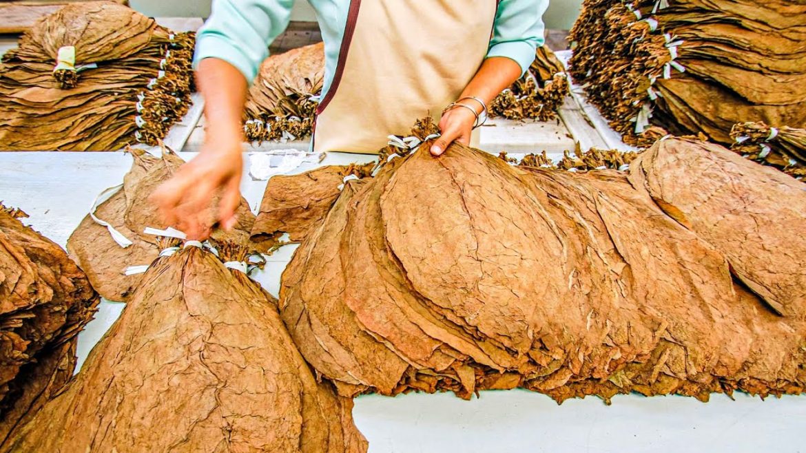 How To Make Tobacco From Tobacco Leaves | Processing Tobacco Leaves | How to Grow Tobacco Plant
