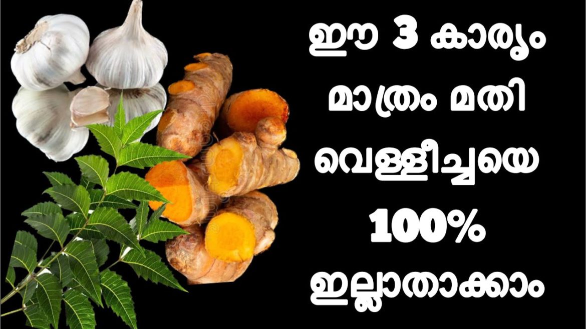 Natural pesticides for all plants |  Home remedies for mealybugs #pesticides #fungicides #gardentips