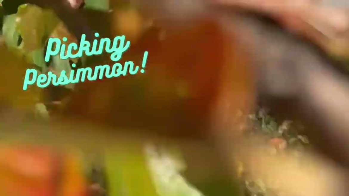 បេះផ្លែត្រឡប់ Picking Persimmon in the  backyard in Washington!