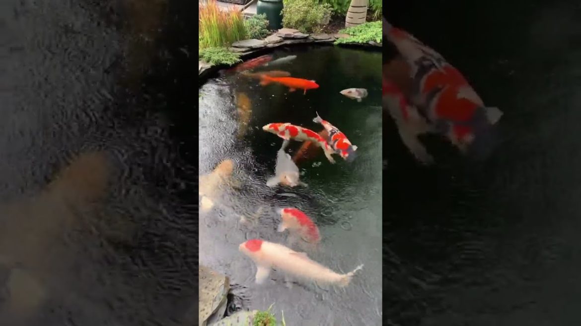 Rainy day in backyard koi pond Rainy day in backyard koi pond