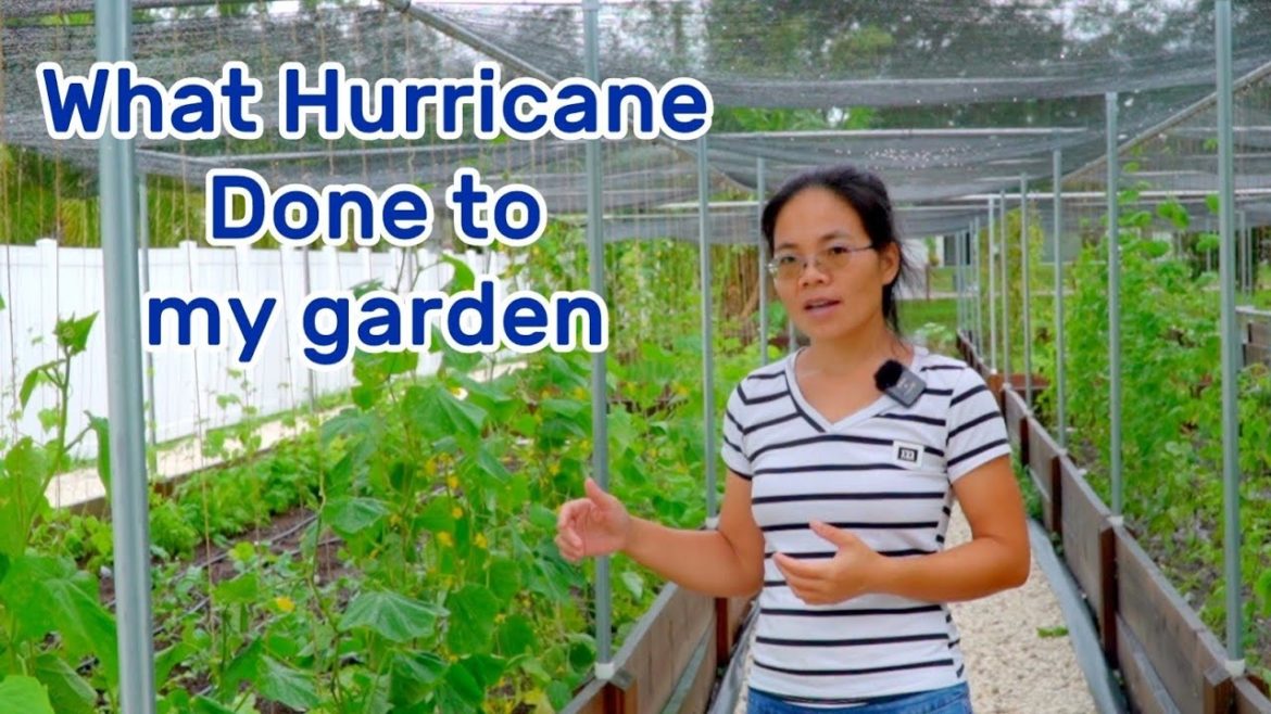 EP 7 What has Hurricane Nicole done to our vegetable garden?
