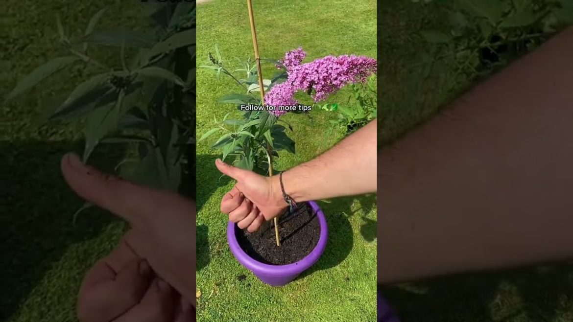 #shorts  #garden #gardening #gardentour #gardener #gardens #harvest #harvesting #organic #planting