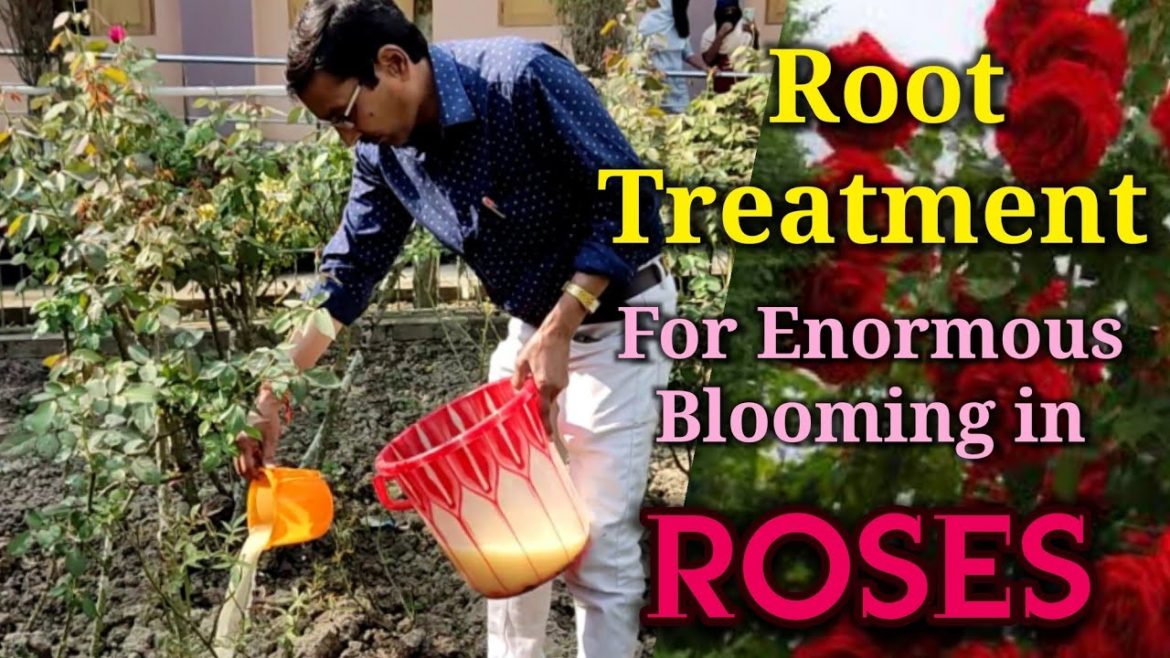 Do this Root treatment for Enormous Blooming in Roses