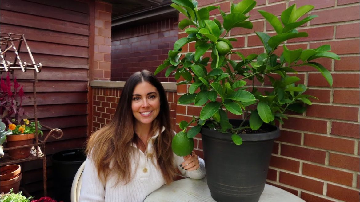 Overwintering A Lemon Tree Inside | Container Gardening Overwintering A Lemon Tree Inside | Container Gardening