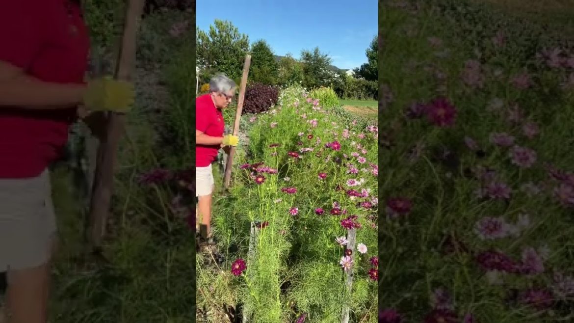 Saving the cosmos cut flower bed Saving the cosmos cut flower bed