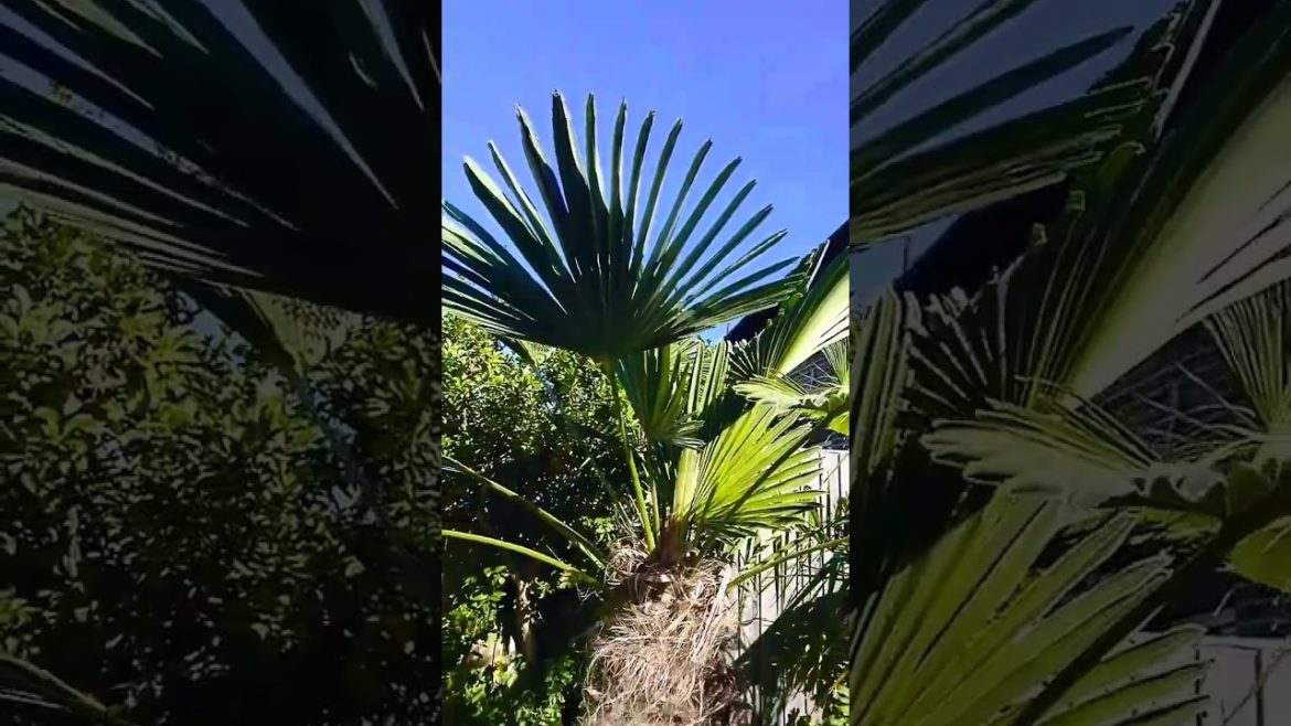 💚 Stiff leaved Trachycarpus Wagnerianus fan palm tree 🌴