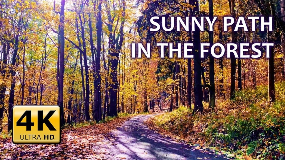 AUTUMN Forest ASMR Ambience 4K  | Wind & Crunchy Leaves, birds, sleep well in a few minutes