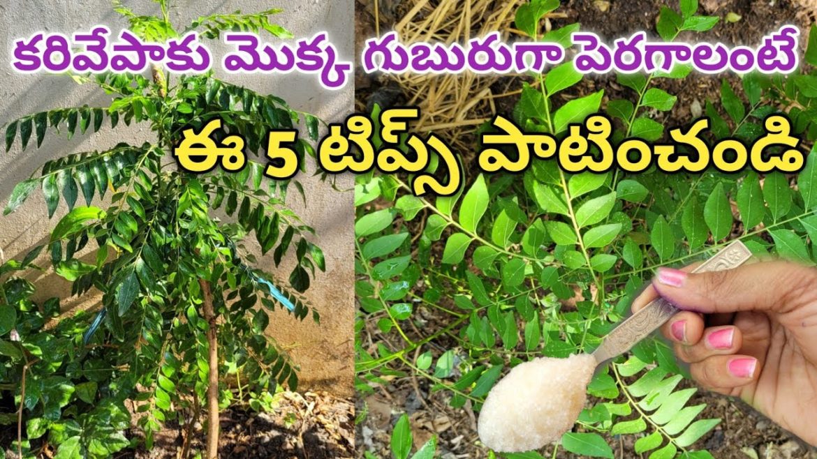 curry leaf plant growing tips | curry leaves plant care | karivepaku chettu ela penchali #homegarden