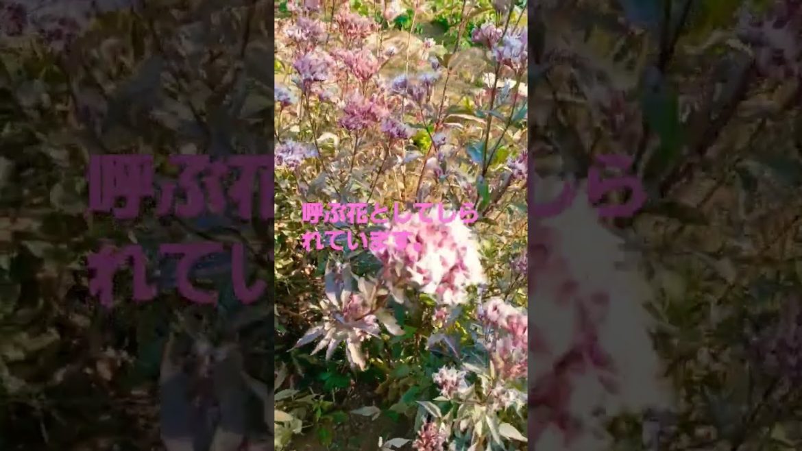 【フジバカマ～アサギマダラを呼ぶ花】#shorts#flower#healing #japanese#butterfly