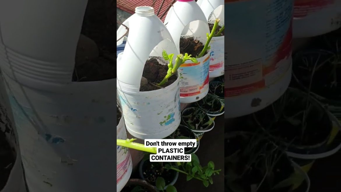👉DIY! Lex Do It! Recycling! Urban Gardening!