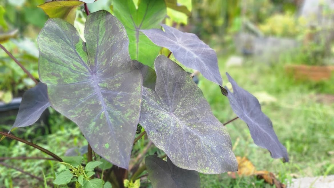 Houseplant Trends 2022! Colocasia Black Magic Colocasia pests control, Thailand @The First Plant Houseplant Trends 2022! Colocasia Black Magic Colocasia pests control, Thailand @The First Plant