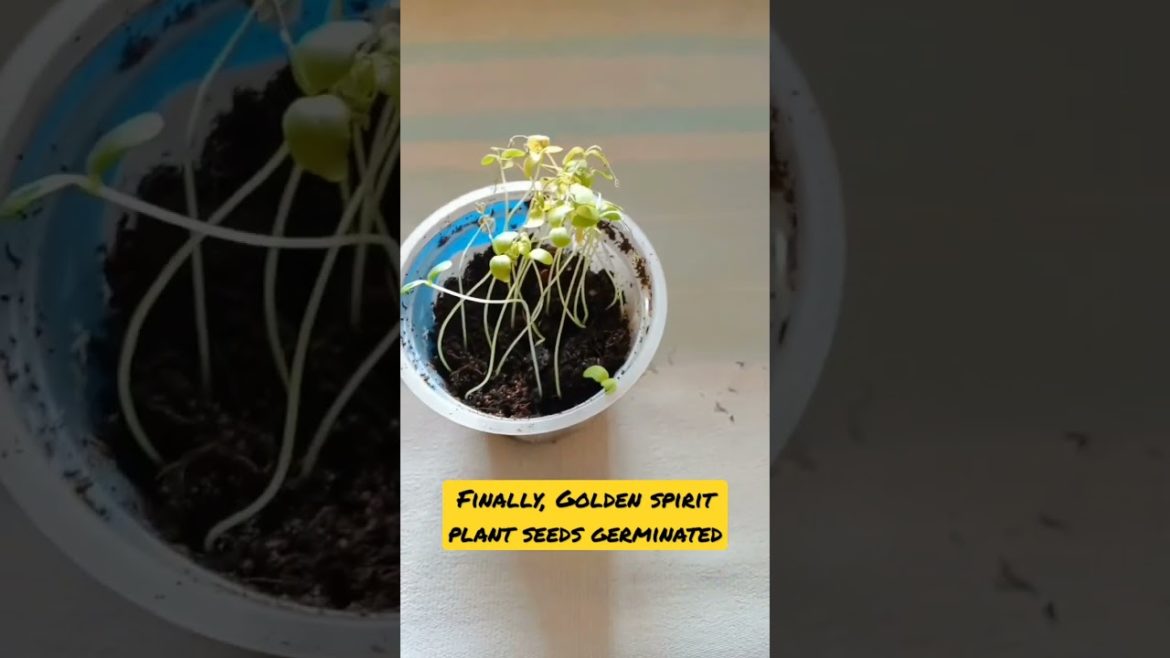 finally, golden spirit plant seeds germinated #shorts