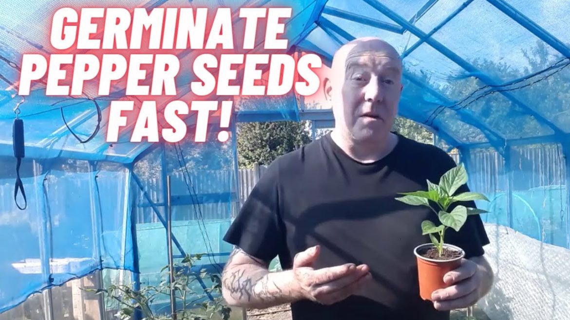 How To Germinate Pepper Seeds Fast [Gardening Allotment UK] [Grow Vegetables At Home ]