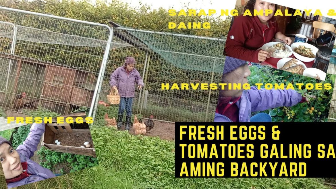 BINISITA KO ANG AMING CHICKENS + LAST HARVEST NG TOMATOES/FROM GARDEN TO TABLE / FILIPINA IN IRELAND