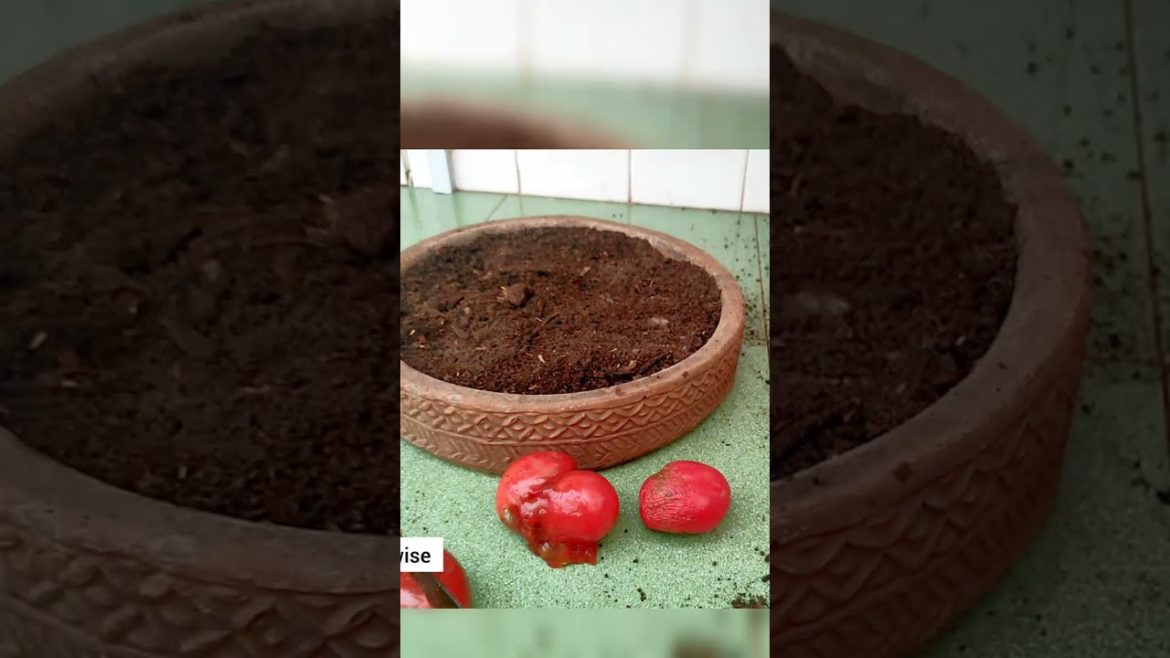How to Grow Tomatoes from Seed at Home//Grow Totatoes in Pots from Seeds// Grow Tomato Plant#shorts