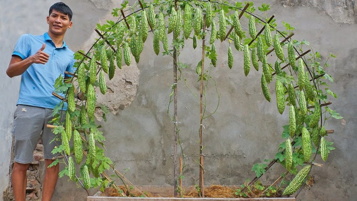 Recycle straw and bananas to grow bitter melon at home - easy - lots of fruit