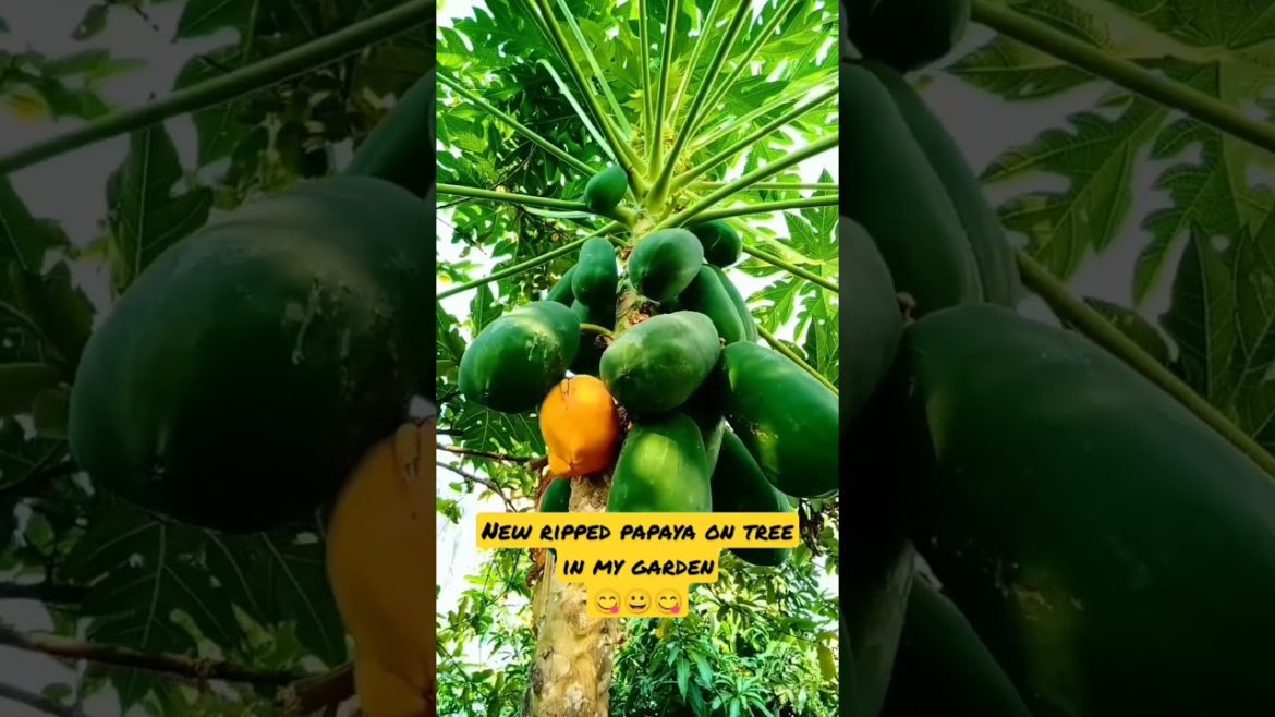 new ripped papaya fruit on tree in my garden #shorts new ripped papaya fruit on tree in my garden #shorts