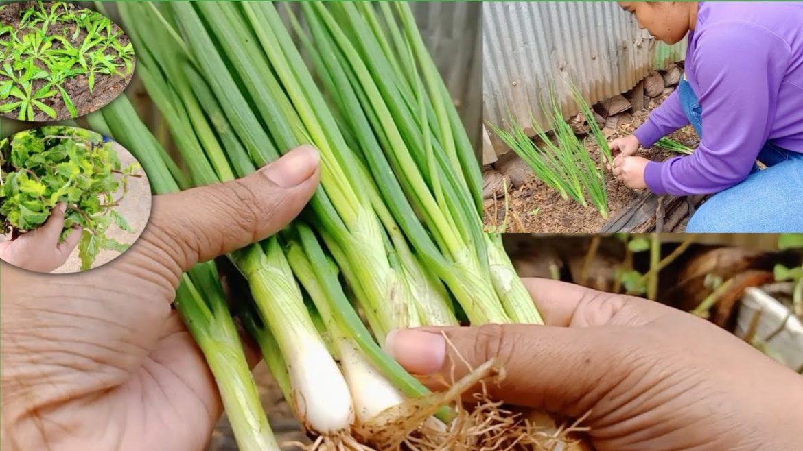 Planting Vegetables, Backyard gardening, backyard farming