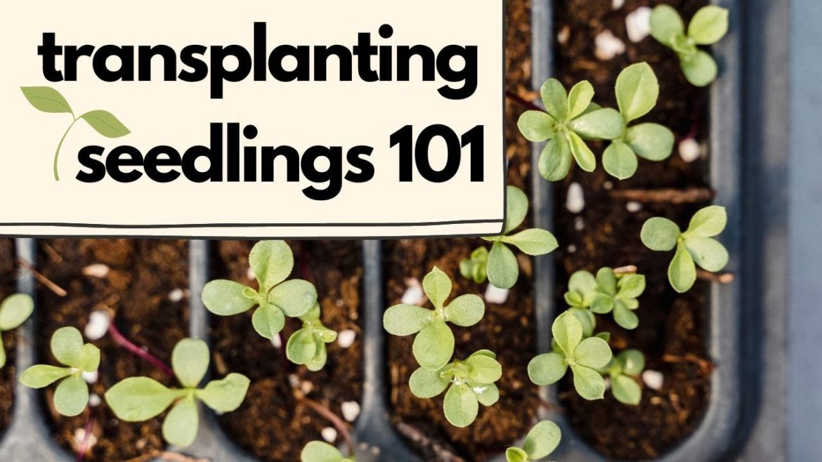 Transplanting Seedlings 101