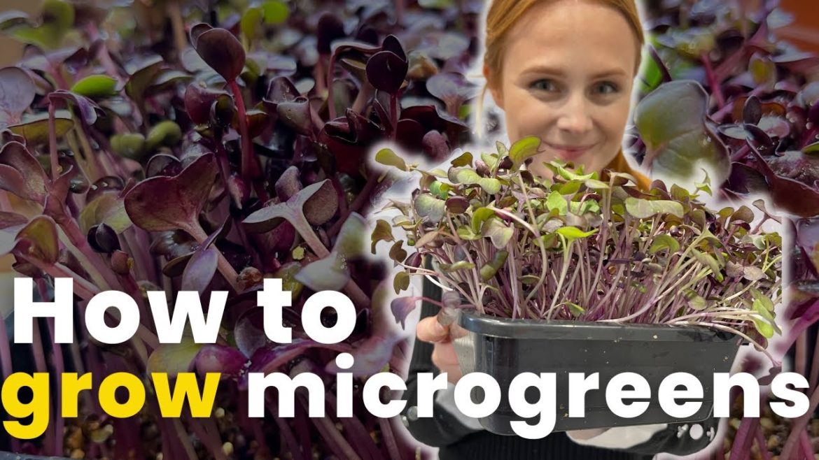 Growing microgreens step by step
