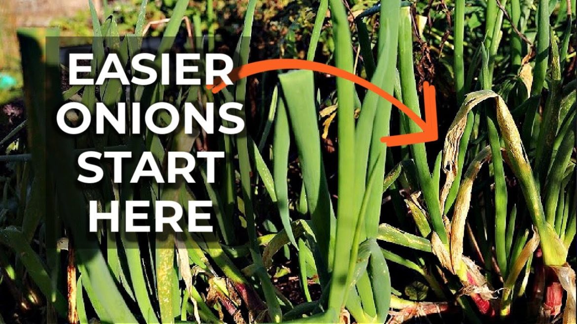 Why I will NOT grow onions next year | Easy Self-Sufficient Garden Why I will NOT grow onions next year | Easy Self-Sufficient Garden