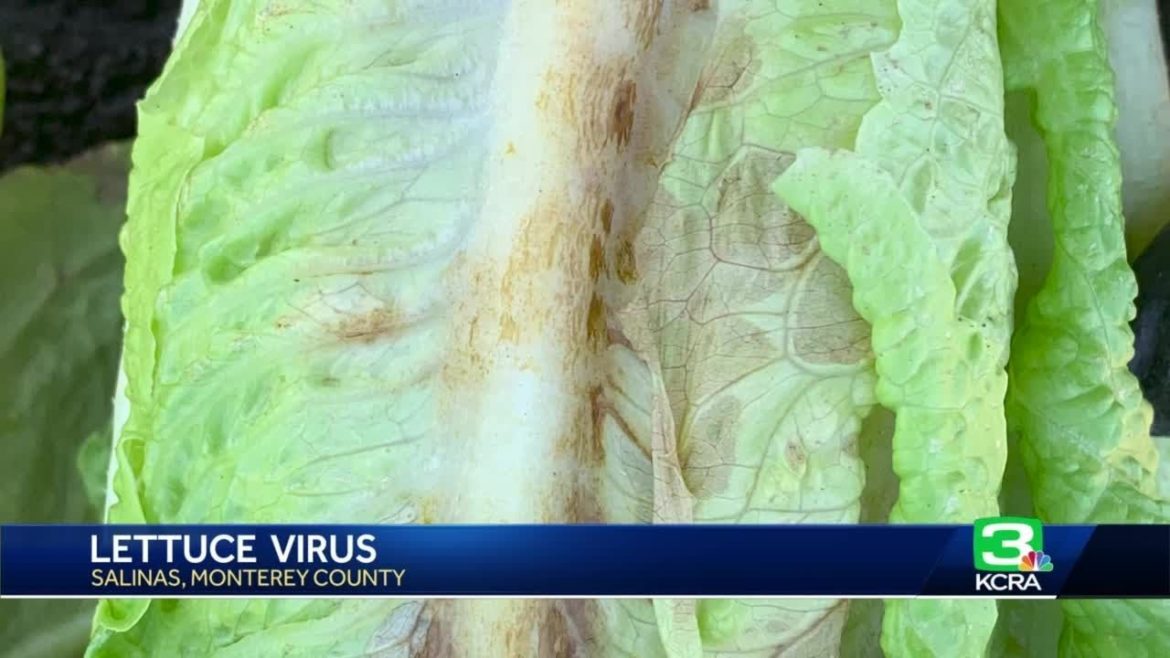 Virus in Salinas Valley lettuce leads to nationwide shortage Virus in Salinas Valley lettuce leads to nationwide shortage