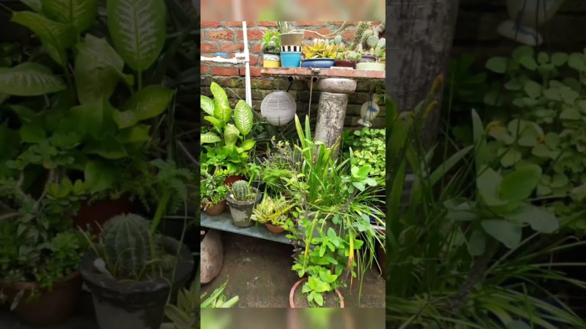 #shorts/@atiakirasoiaurgarden /#viralshorts #shorts/@atiakirasoiaurgarden /#viralshorts