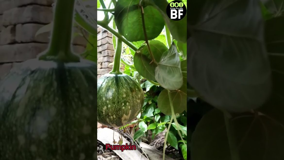 #pumpkin#rooftop #gardening #shorts #viral #youtubeshorts #vegetables