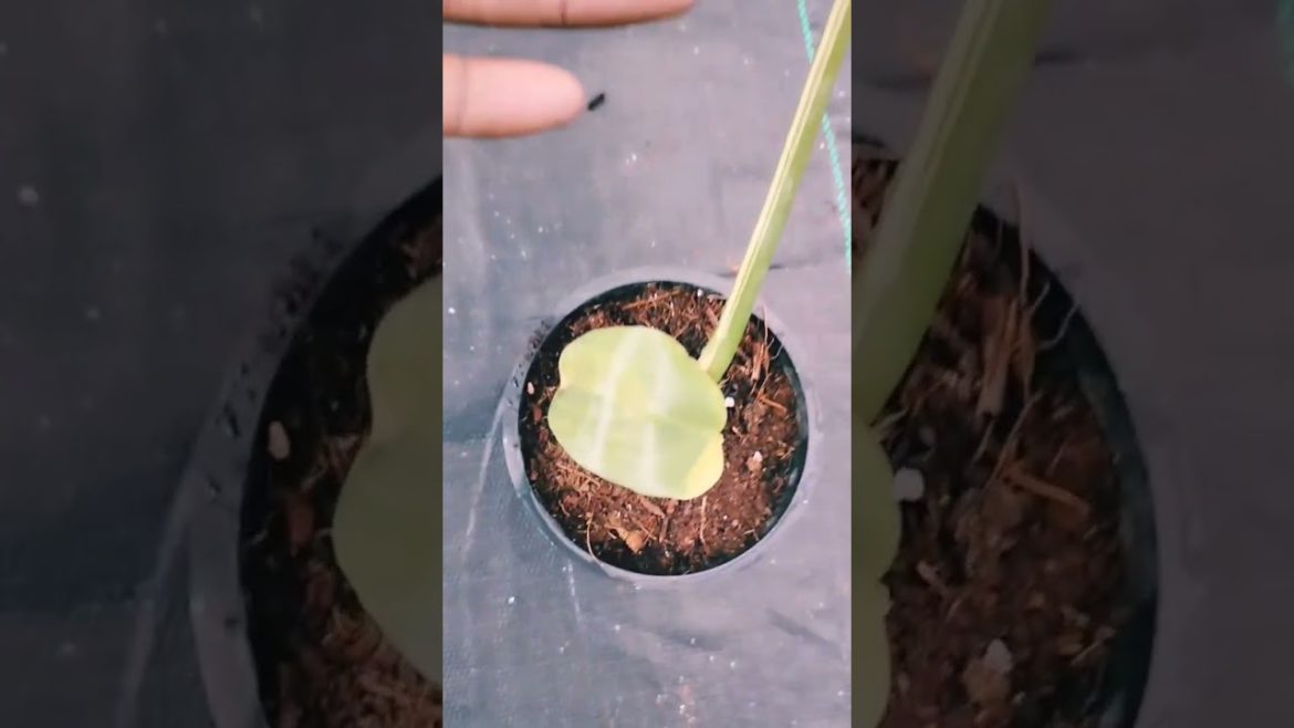 #philodendronbipinfoliumaurea #saflora_gardens #philodendron_bipinfolium_aurea #saflora_gardens