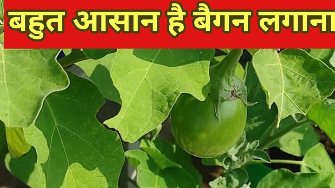 सबसे आसान है बैगन लगाना grow brinjal or egg plant in container