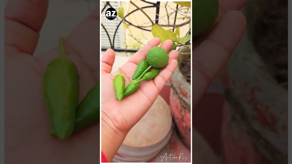 winter gardening #shorts kaffir lime tree |organic food |farming |garden tour |kaffir lebu |vlog winter gardening #shorts kaffir lime tree |organic food |farming |garden tour |kaffir lebu |vlog