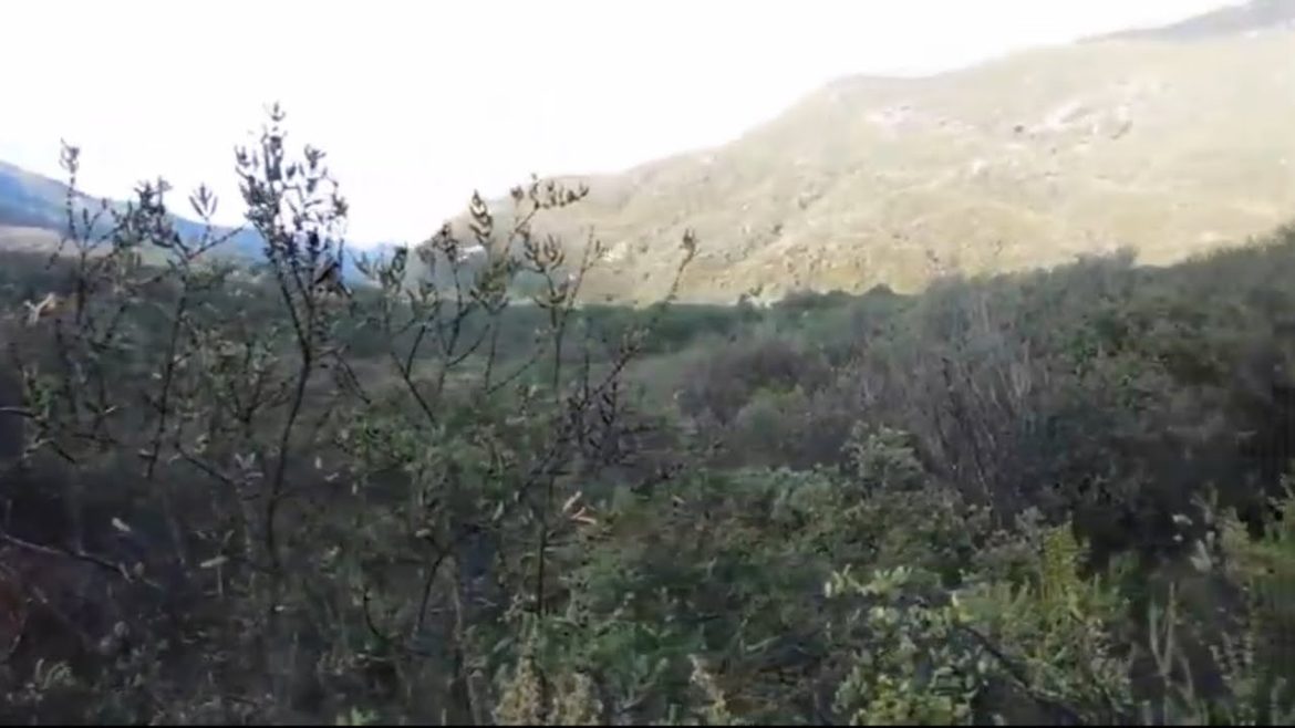 Identifying some endemic plants of Chaparral and oak woodland