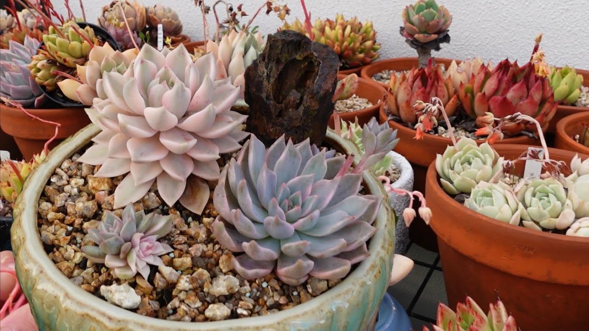 The same succulents can look different | VLOG #157 Succulents & Coffee with Liz