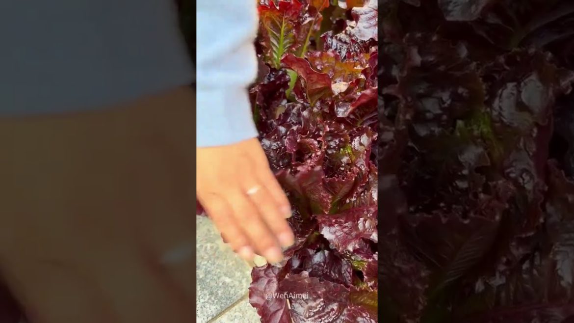 Beautiful Nature with Rural Life #shorts #naturalife #rurallife